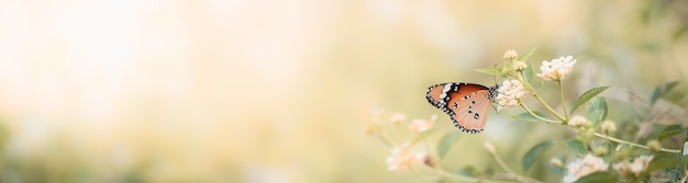 Foto natureza da borboleta e da flor no jardim usando como pano de fundo a página de capa do dia das borboletas ou o design do papel de parede da página de destino do folheto do modelo de banner