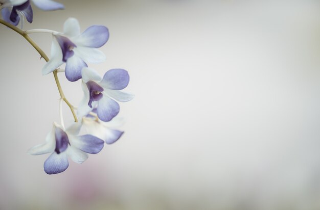 Natureza da flor no jardim usando como fundo da página de capa papel de parede de flora natural ou modelo de folheto de design de página de destino