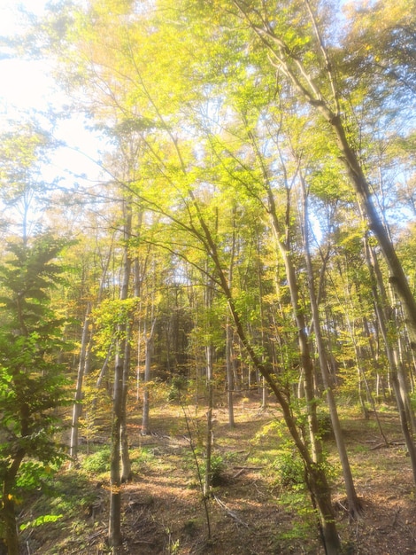 Natureza da floresta de outono. o sol colorido da floresta irradia os galhos das árvores.