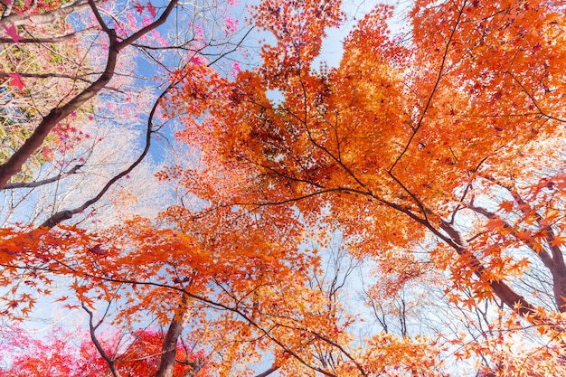 Natureza da folha de outono