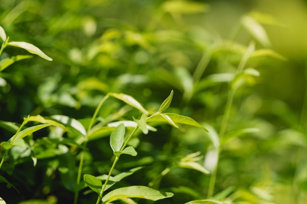 Natureza da folha verde no belo jardim Folhas verdes naturais plantas fundo folha de rosto ambiente ecologia ou conceito de papel de parede verde