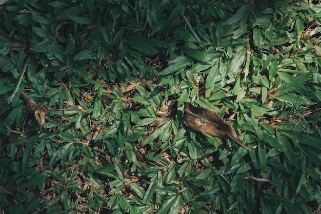 Natureza da folha verde no belo jardim folhas verdes naturais plantas fundo folha de rosto ambiente ecologia ou conceito de papel de parede verde