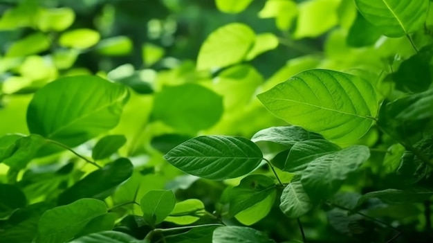 Natureza da folha verde no jardim no verão folhas verdes naturais plantas usando como fundo de primavera