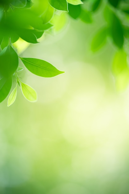 Natureza da folha verde no jardim no verão. plantas de folhas verdes naturais usando como fundo de primavera folha de rosto verde ambiente ecologia papel de parede