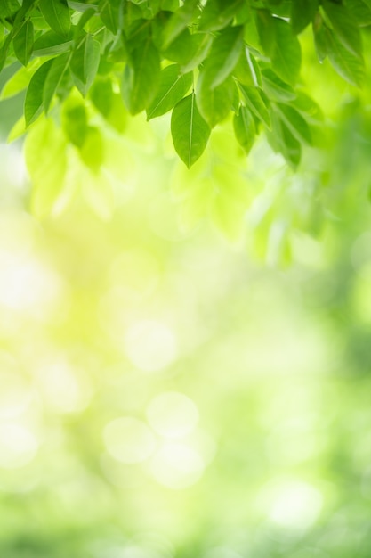 Foto natureza da folha verde no jardim no verão. plantas de folhas verdes naturais usando como fundo de primavera folha de rosto verde ambiente ecologia papel de parede