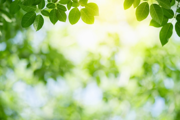 Natureza da folha verde no jardim no verão. Plantas de folhas verdes naturais usando como fundo de primavera folha de rosto verde ambiente ecologia papel de parede