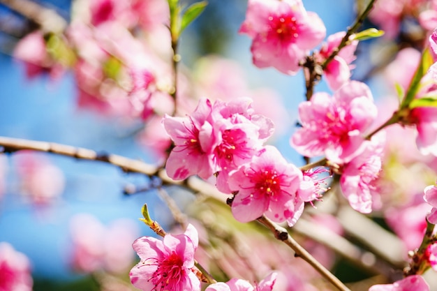 Natureza da mola, flor do pêssego, flores cor-de-rosa em ramos em um dia ensolarado, cartão bonito.