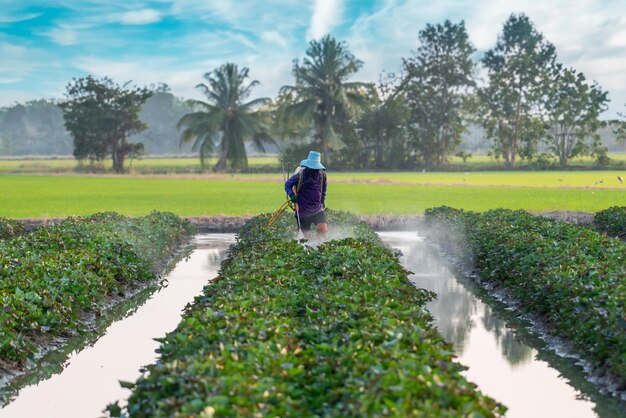 Natureza da plantação de batatas-doces ou da agricultura de yam em terras rurais cor verde crescimento exuberante