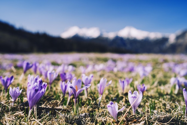 Natureza da primavera na Eslovênia Europa Velika Planina ou Big Pasture Plateau nos Alpes Kamnik Açafrão roxo ou açafrão violeta florescendo no prado no fundo dos picos de neve das montanhas