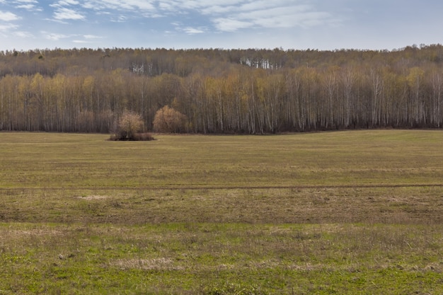 Natureza da primavera, paisagem da floresta. Céu nublado, Rússia