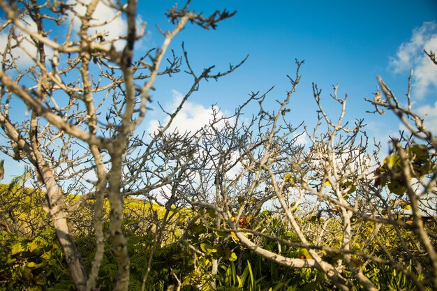 Natureza das árvores na ilha kantoi