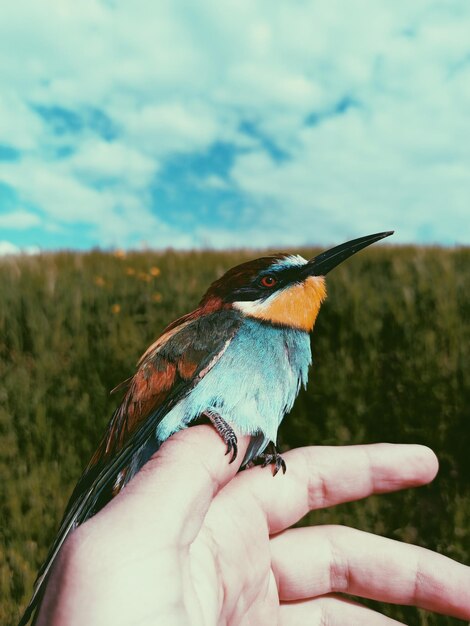 Foto natureza das aves