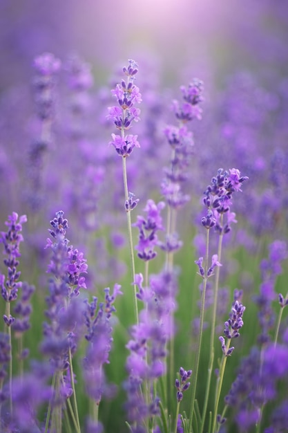 Natureza de flores de lavanda