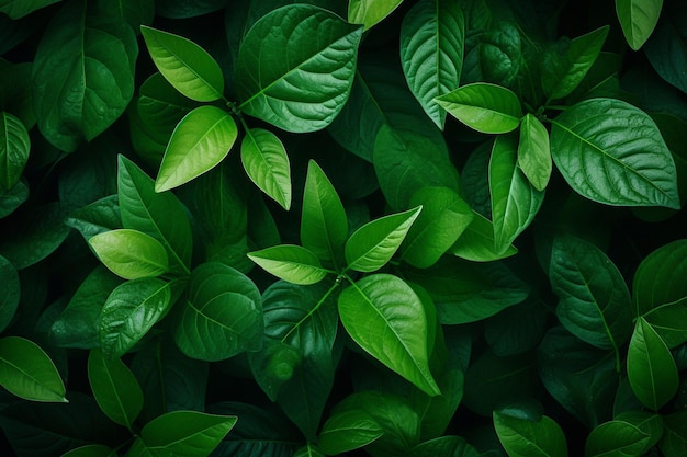 Natureza de folha verde usando como fundo ou papel de parede
