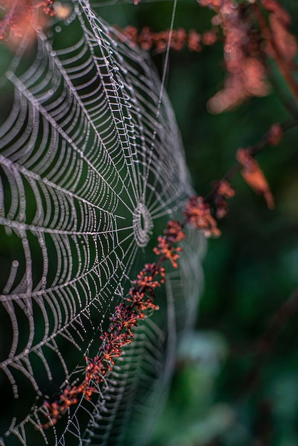 Natureza de fundo de fotografia macro de teia de aranha linda