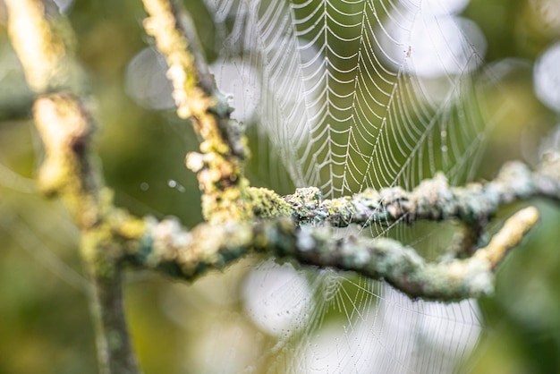 Natureza de fundo de fotografia macro de teia de aranha linda