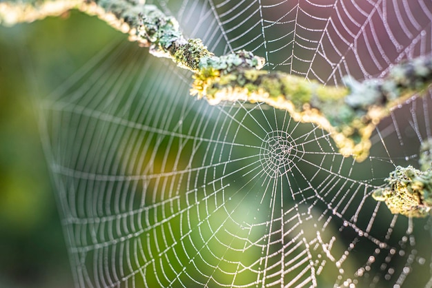 Natureza de fundo de fotografia macro de teia de aranha linda