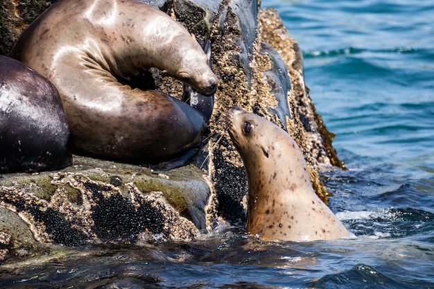 Natureza de Kamchatka: leão-marinho Steller ou leão-marinho do norte (Eumetopias Jubatus).