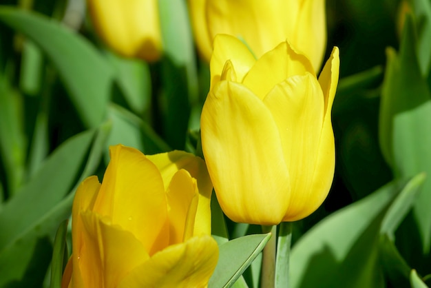 Natureza de Prado tulipas coloridas na primavera, fundo de flor tulipa