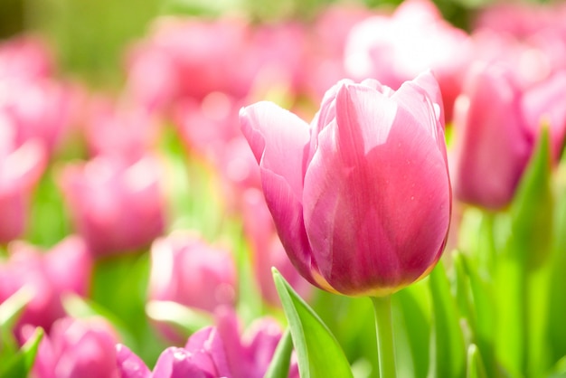 Natureza de Prado tulipas coloridas na primavera, fundo de flor tulipa