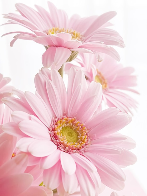 Foto natureza de primavera de flor de margarida rosa gerbera