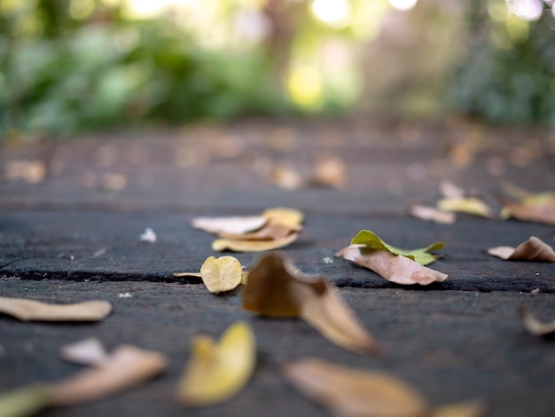 Natureza deixa no jardim em foco suave