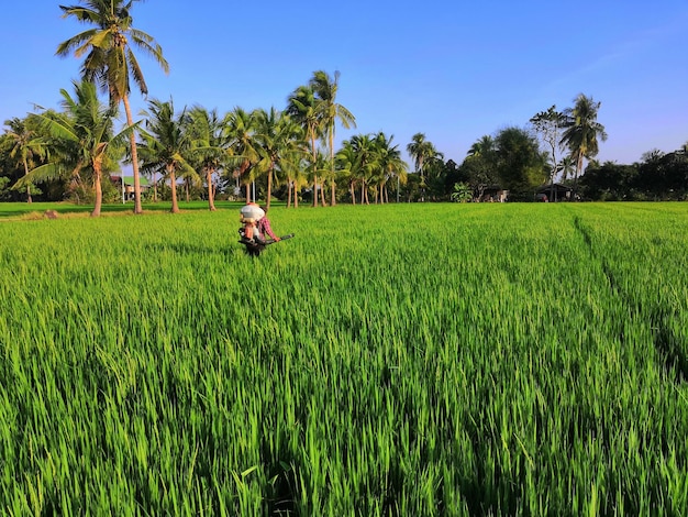 Natureza do campo de arroz no arrozal