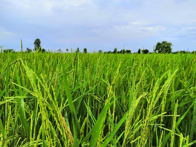 Natureza do campo de arroz no arrozal