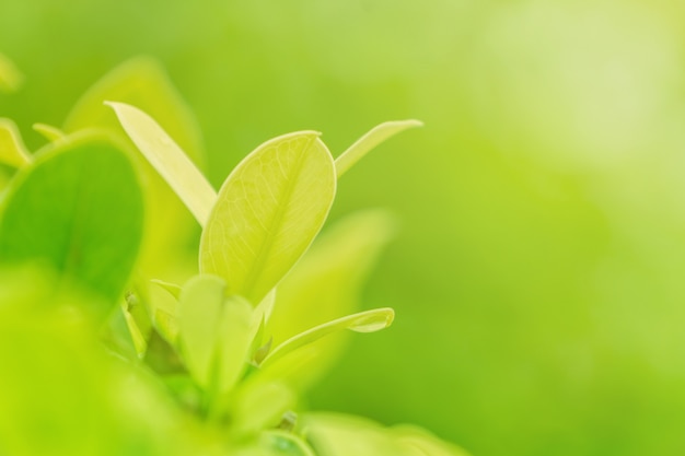 Foto natureza do close up da folha verde no jardim sob a luz solar, fundo natural da planta verde.