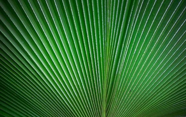 Natureza do fundo com textura em folha de palmeira