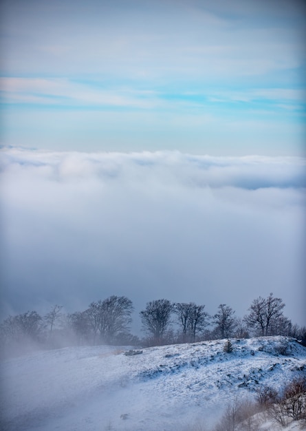 Foto natureza do inverno para o projeto. inverno com árvores cobertas de geada nas nevascas. floresta de inverno mágico. paisagem natural com lindo céu.