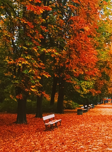 Natureza do outono no parque caem folhas e árvores ao ar livre