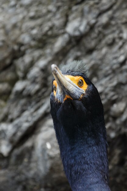 Natureza do retrato de kamchatka cormorant cormorant phalacrocorax urile