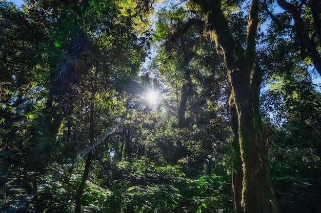 Foto natureza e floresta