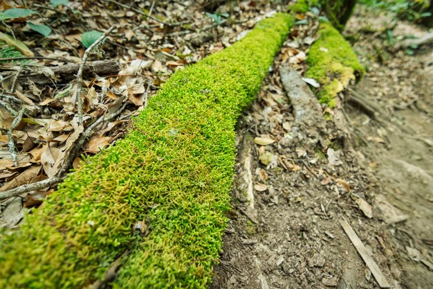 Natureza e floresta