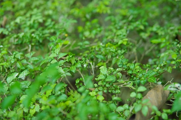 Natureza e fundo de grama