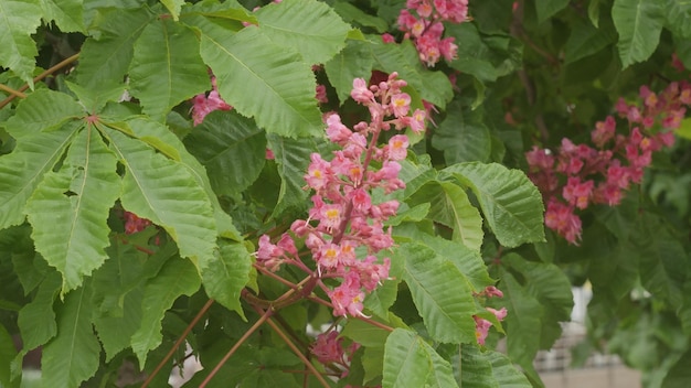 Natureza em árvores de outono e folhas coloridas