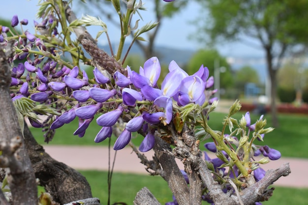 natureza fechar flor roxa árvore