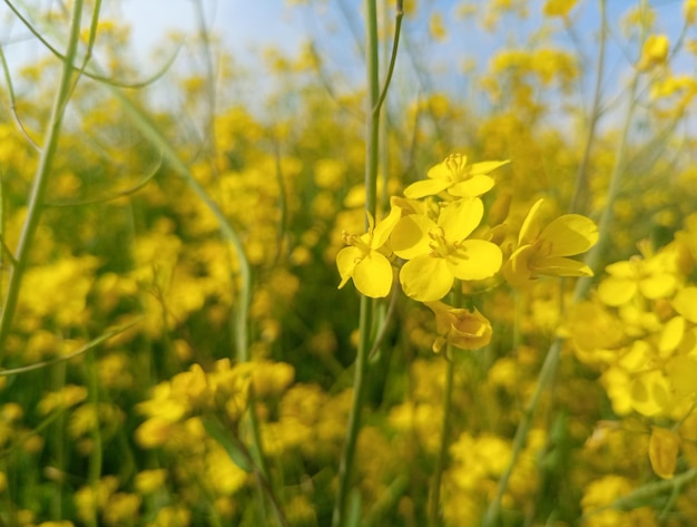 natureza flor amarela agricultor plantas