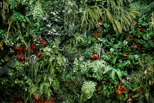 Foto natureza flora flores composição grama parede vermelho laranja flores