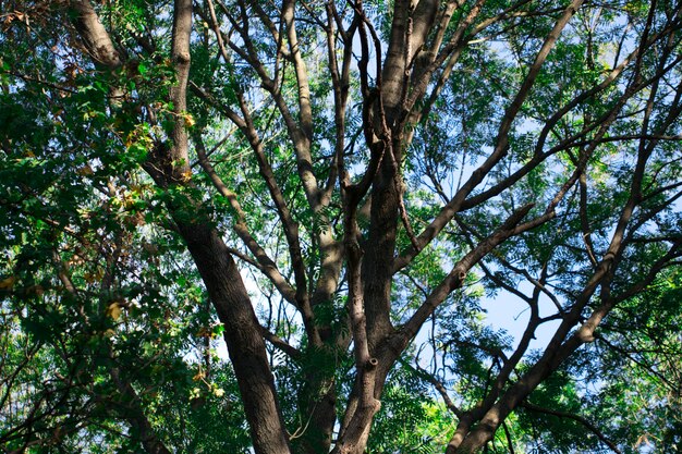 Natureza. floresta verde em um dia ensolarado