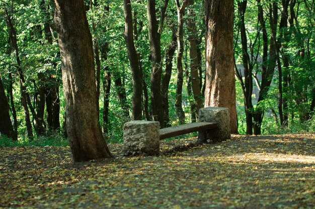 Natureza. Floresta Verde em um dia ensolarado