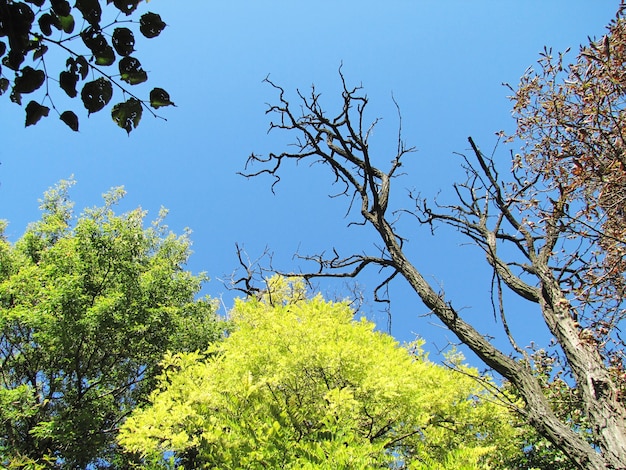 Natureza. floresta verde em um dia ensolarado