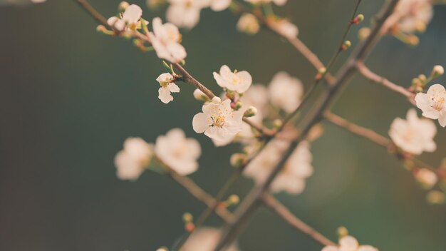 Foto natureza fundo bela árvore decorativa folha roxa ameixa folha roza ameixa floresce