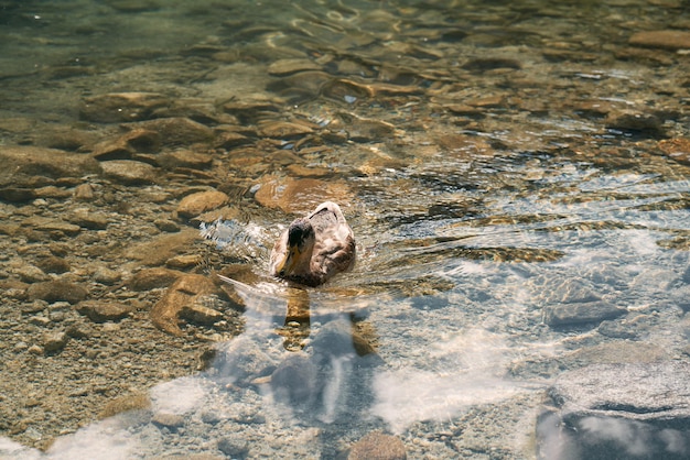 Natureza intocada da montanha O pato nada em um lago cristalino