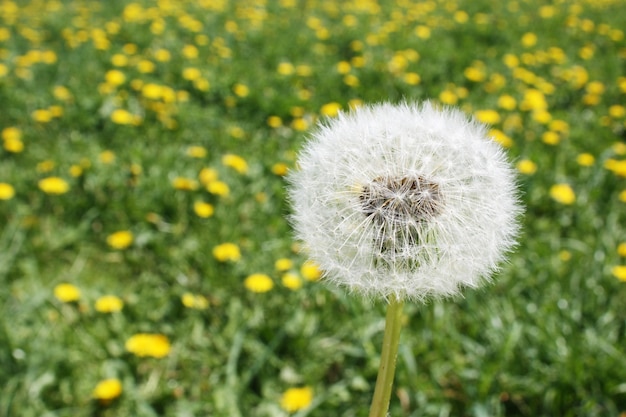 Natureza linda e sonhadora de primavera com dente de leão