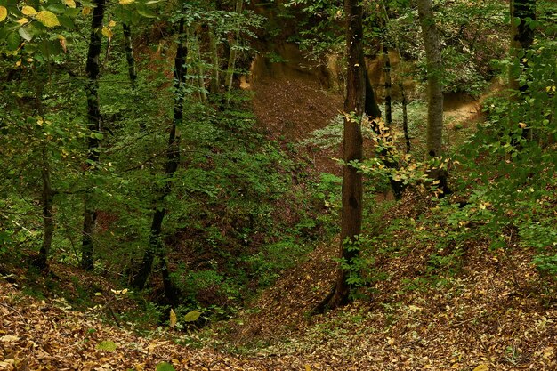 Natureza morta colorida - berinjela roxa e abobrinha verde-claro em um prato cinza sobre uma toalha de mesa de cana