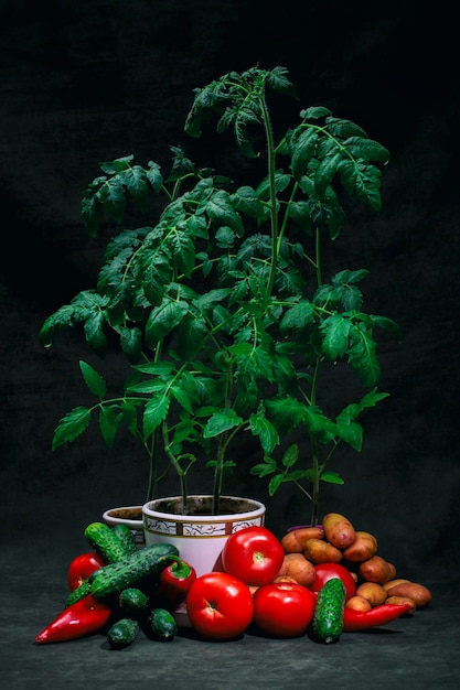 Natureza morta com arbustos de tomate e legumes em crescimento