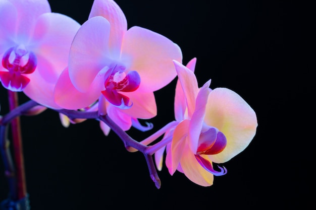 Natureza morta com lindas flores de orquídea em fundo preto close-up