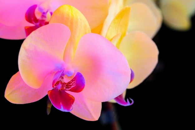 Natureza morta com lindas flores de orquídea em fundo preto close-up